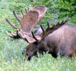 Tundra Wilderness Tour